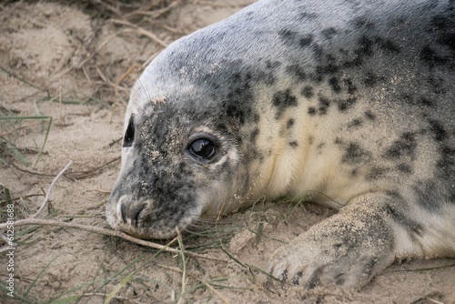 Closeup view of an adorable grey seal resting on the sand