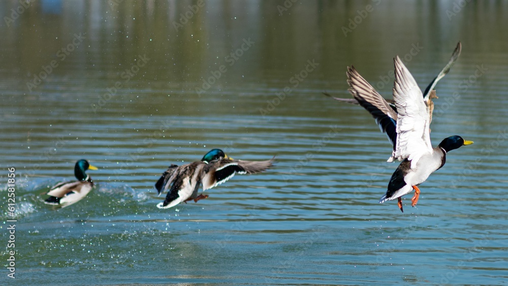 Closeup shot of a group of Mallard ducks over a lake on a sunny day