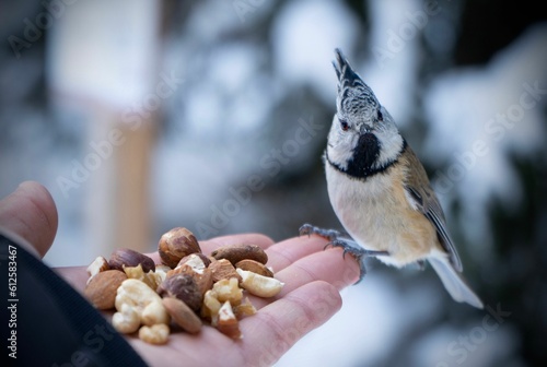 Adult hand offering nuts to a crested tit bird with blur background