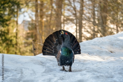 Eurasian capercaillie bird standing on the snow on a sunny winter day with blur background photo