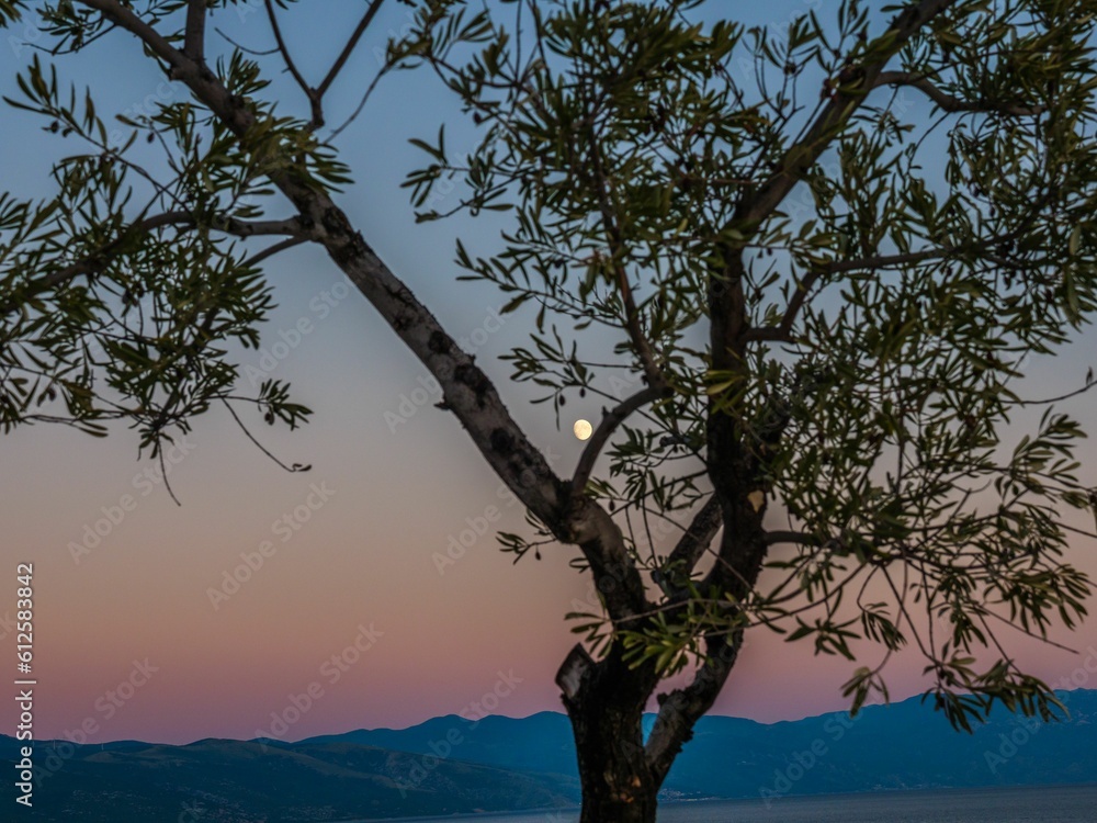 Lonely tree against a scenic sunset with a full moon Lonely tree against a scenic sunset with a full moon