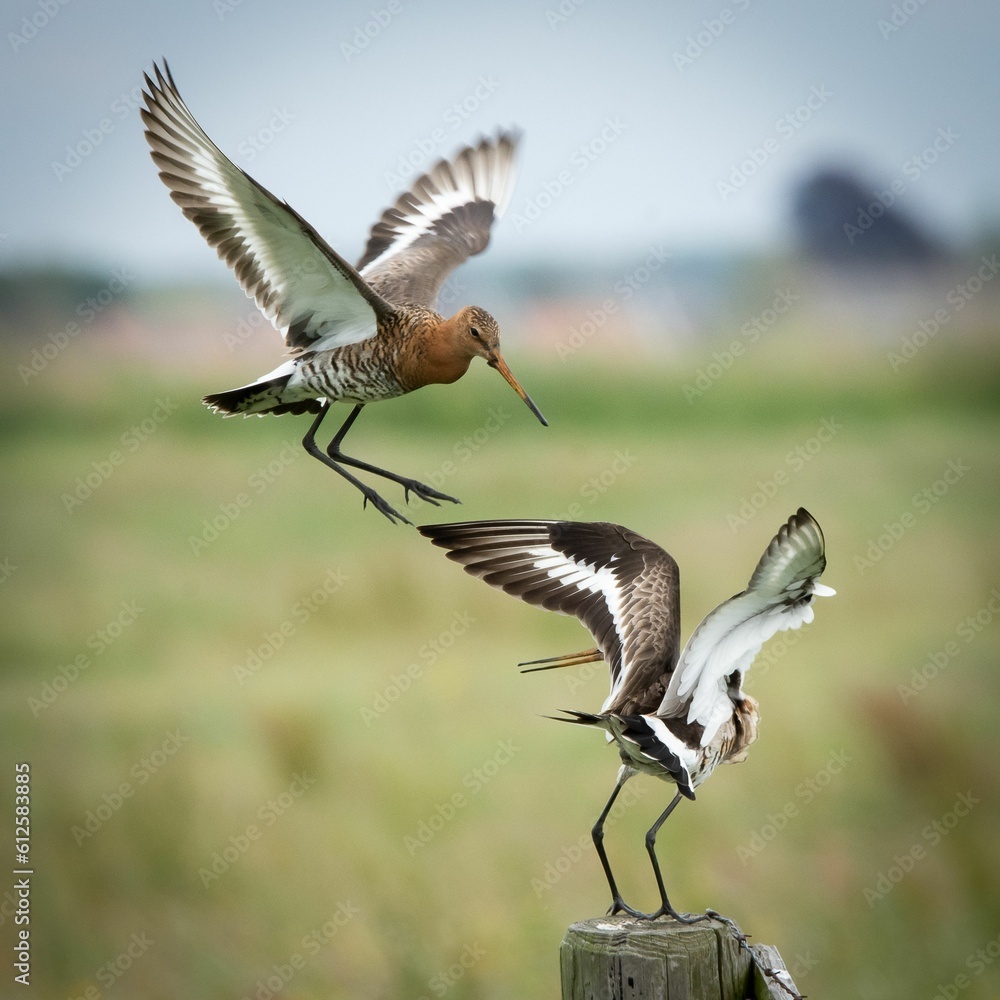 Fototapeta premium Pair of Black-tailed Godwits (Limosa limosa) in the nature