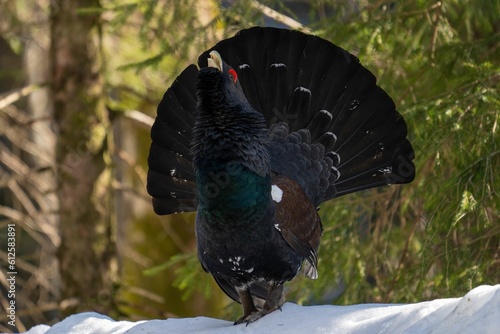 Photography Western capercaillie bird standing on the snow calling during courtship display