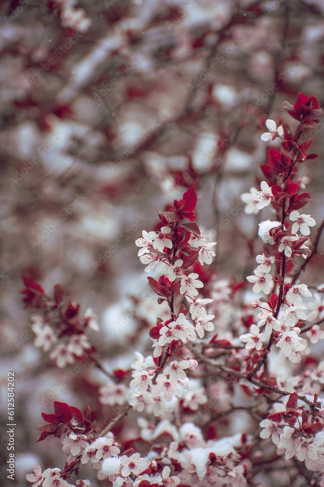 Selective focus of Cherry blossom spring plants, perfect for wallpaper
