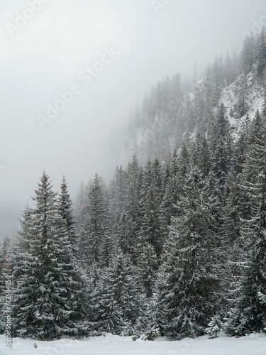 Snow covered forest with dense trees