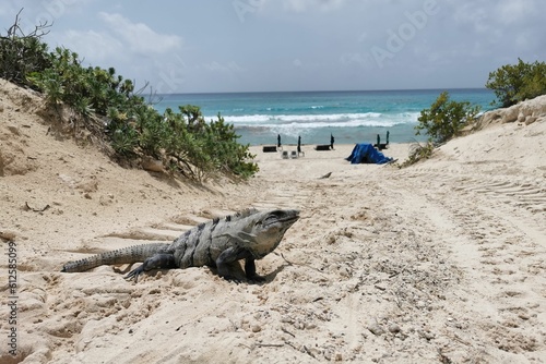 Black spiny-tailed iguana (Ctenosaura similis) on the beach, Cancun