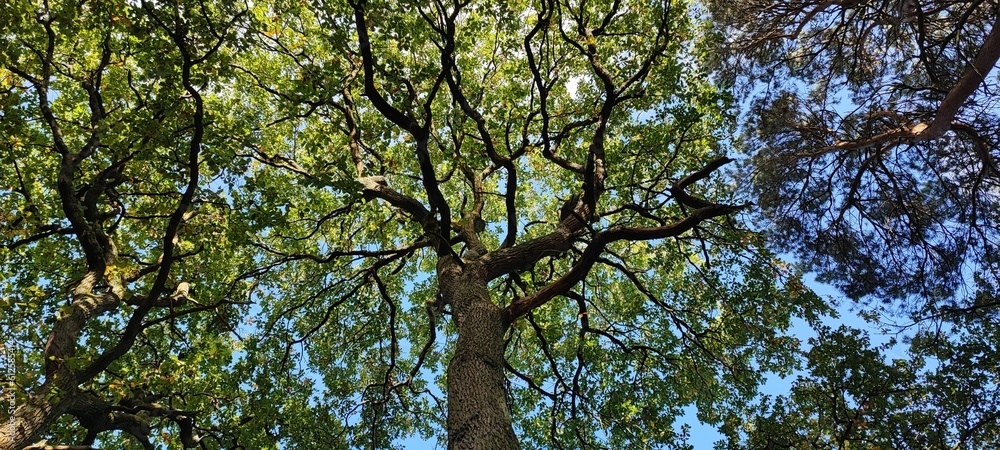 Fototapeta premium Low angle shot of green trees growing against a blue sky near Tamworth Castle, England