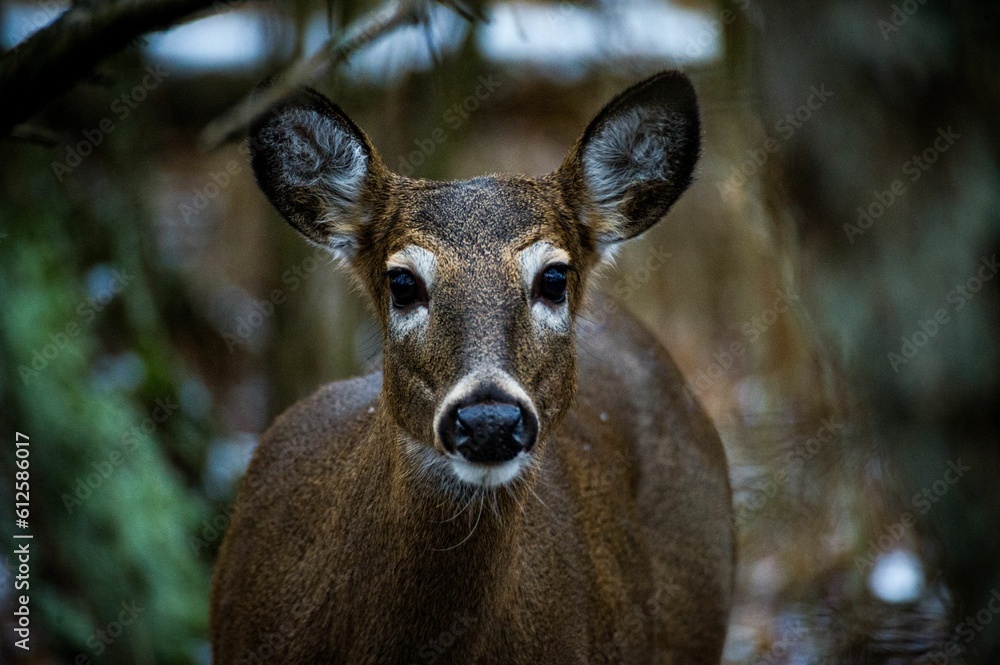 Closeup shot of a white-tailed deer in the wild. Closeup shot of a white-tailed deer in the wild.