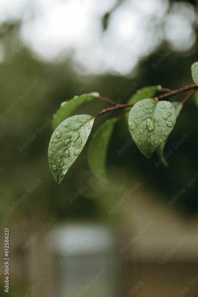Vertical closeup of wet green tree leaves with rain drops Vertical closeup of wet green tree leaves with rain drops