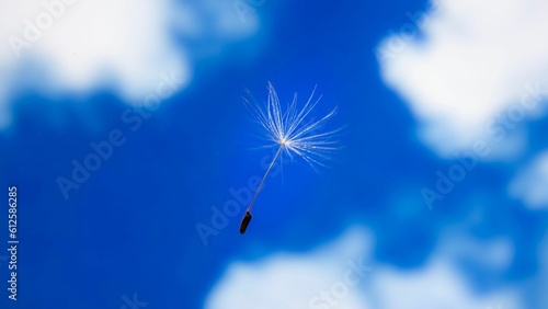 Closeup of a Crepis rubra seed flying in the air against a cloudy sky photo