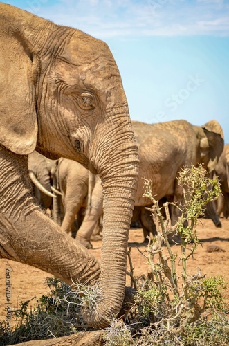 Vertical shot of an African bush elephants in the savanna