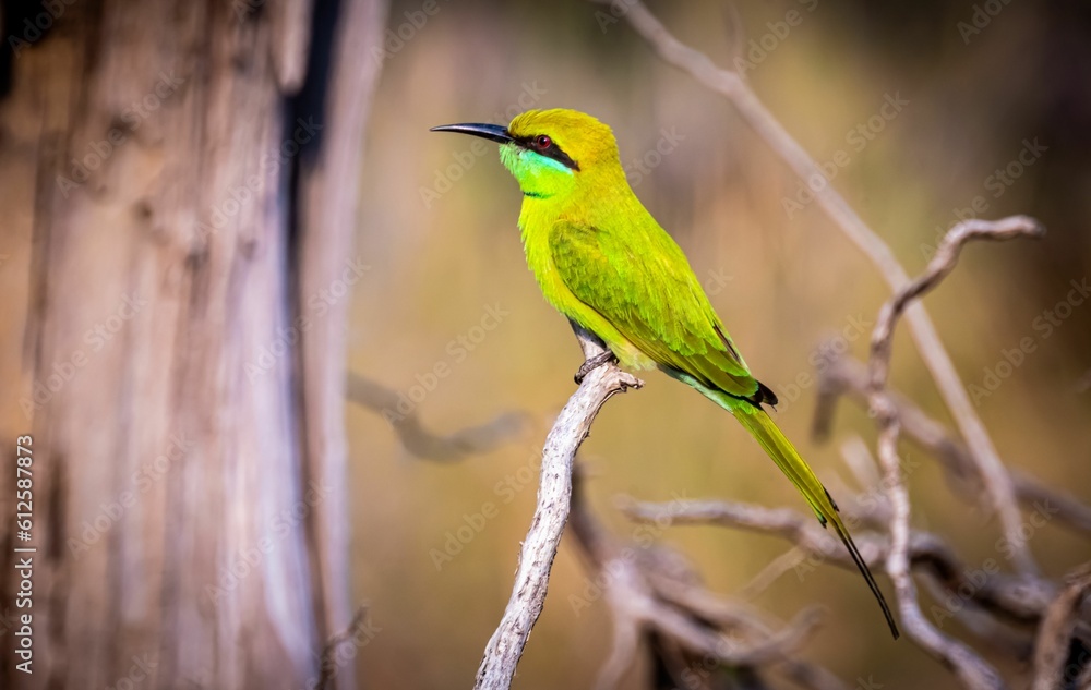 Green bee-eater perching on tree branch