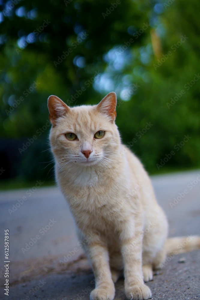 Vertical closeup of a tabby cat sitting on the asphalt road on a blurry background of trees