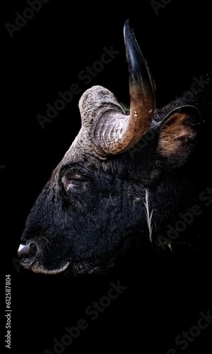 Vertical closeup of a buffalo head on the dark background © Shaishav Bhatt/Wirestock Creators