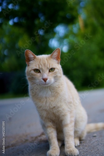 Vertical closeup of a tabby cat sitting on the asphalt road on a blurry background of trees © Marcoxarts/Wirestock Creators