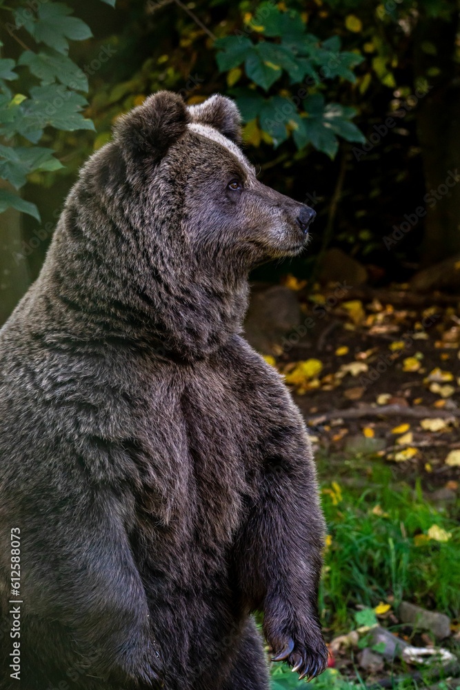 Obraz premium Vertical shot of a brown bear in a forest during the day