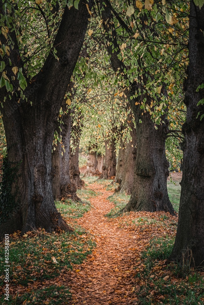 Forest surrounded by dense trees Forest surrounded by dense trees