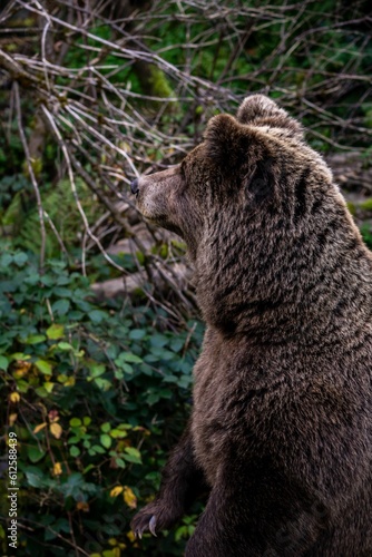Vertical shot of a brown bear in a forest during the day