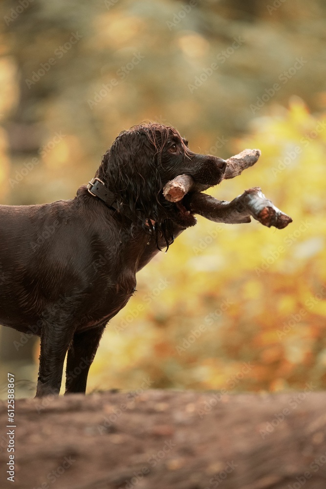 Vertical shot of a Boykin Spaniel dog with pieces of woods in its mouth Vertical shot of a Boykin Spaniel dog with pieces of woods in its mouth