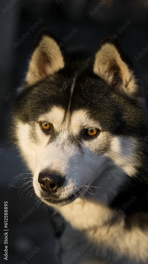 Vertical closeup of a Siberian husky sitting outdoors with sunlight on