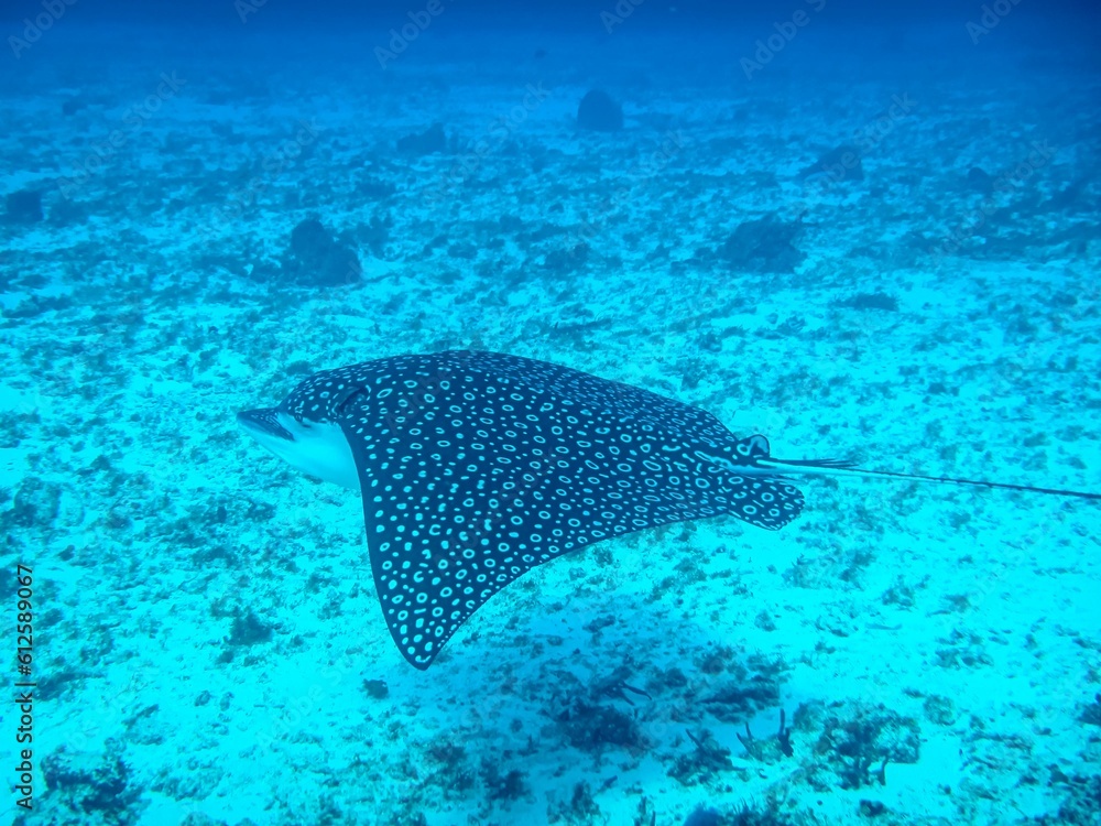 Fototapeta premium Manta Ray with outstretched fins