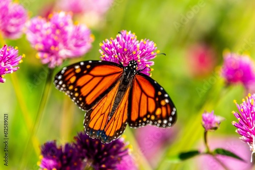 Closeup shot of an orange monarch butterfly on a purple clover flower