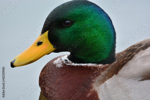 Closeup shot of details on a green mallard duck