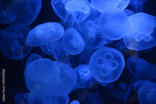 Closeup shot of glowing blue jellyfish underwater © Ziggy7/Wirestock Creators