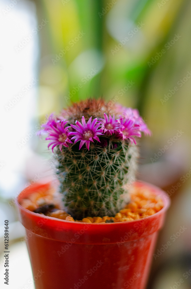 mini cactus pot filled with pink flowers. Tiny cactus pot