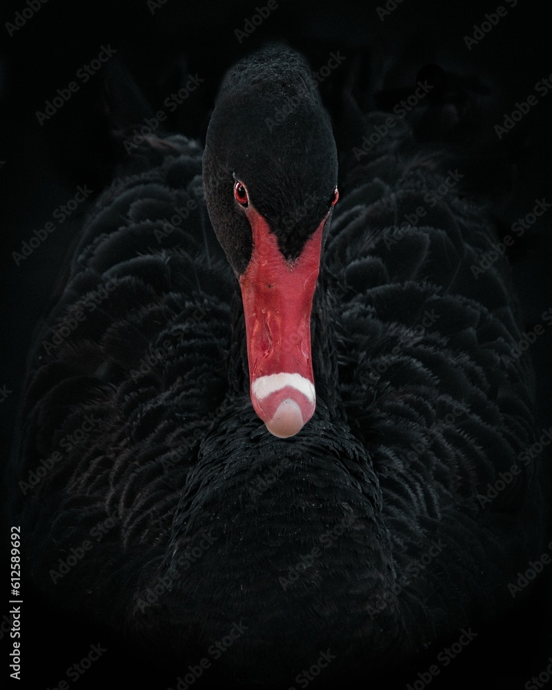 Fototapeta premium Vertical closeup of a beautiful black swan. Cygnus atratus.