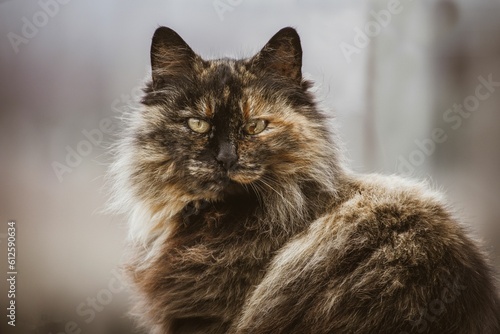 Beautiful view of a cat looking at the camera