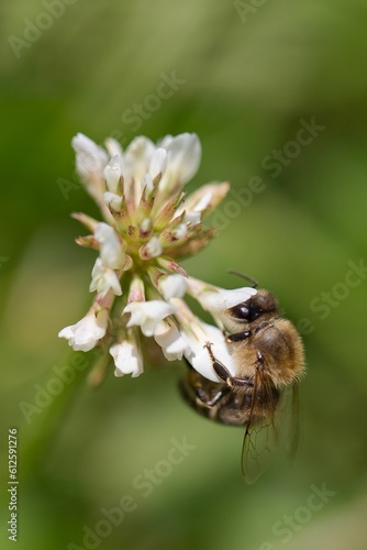 Vertical shot of a bee collecting nectar from a white clover flower © Punxdead/Wirestock Creators