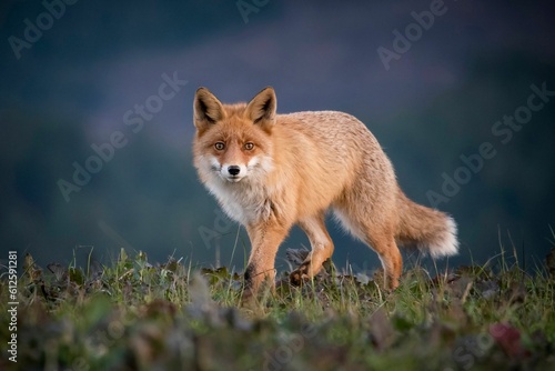 Fototapeta Naklejka Na Ścianę i Meble -  Selective focus on a wild Sakhalin fox found roaming around in the wild