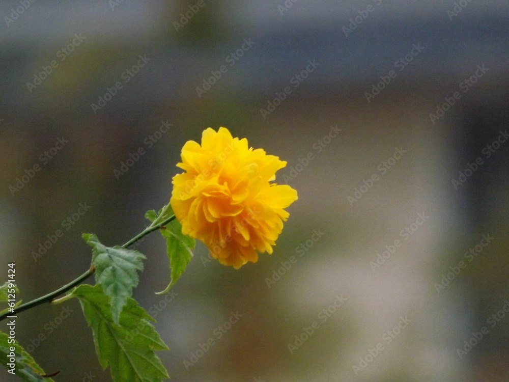 Close-up shot of a yellow Japanese kerria flower on a soft blurry background Close-up shot of a yellow Japanese kerria flower on a soft blurry background