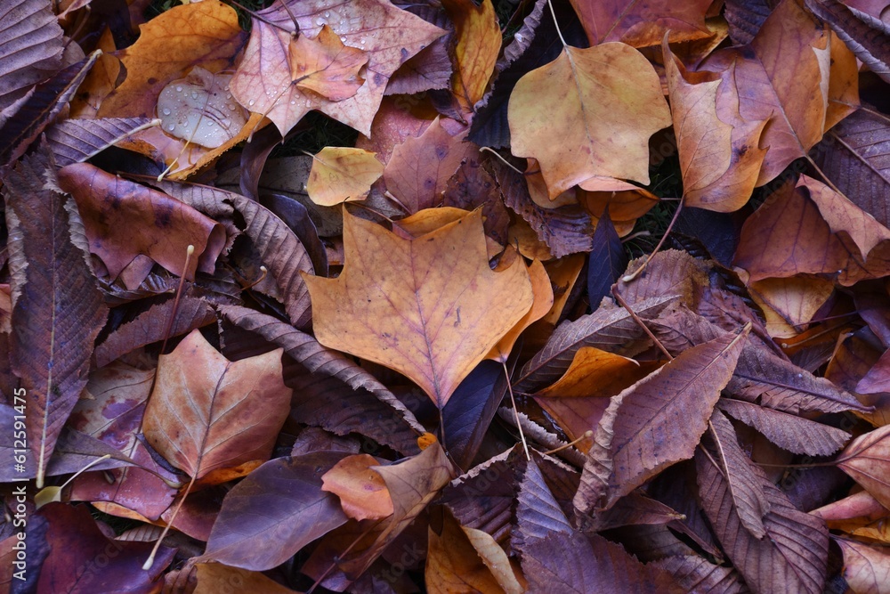 Closeup of brown dry autumn leave son the ground Closeup of brown dry autumn leave son the ground