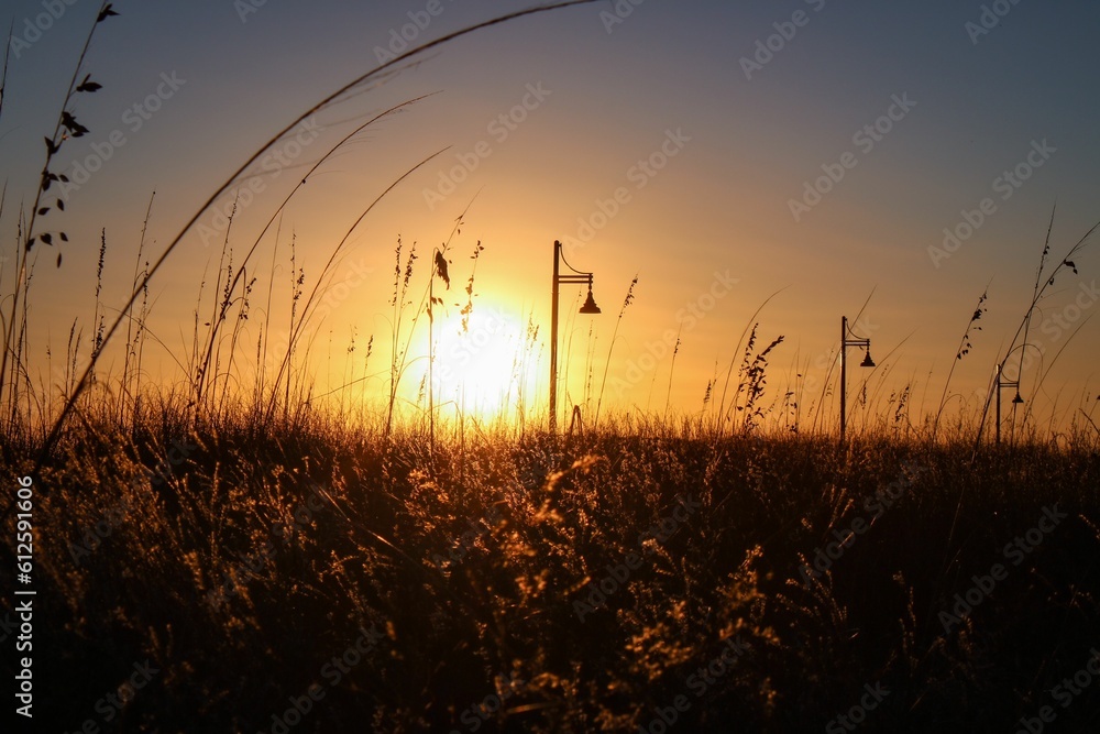 Landscape view of a field at sunset