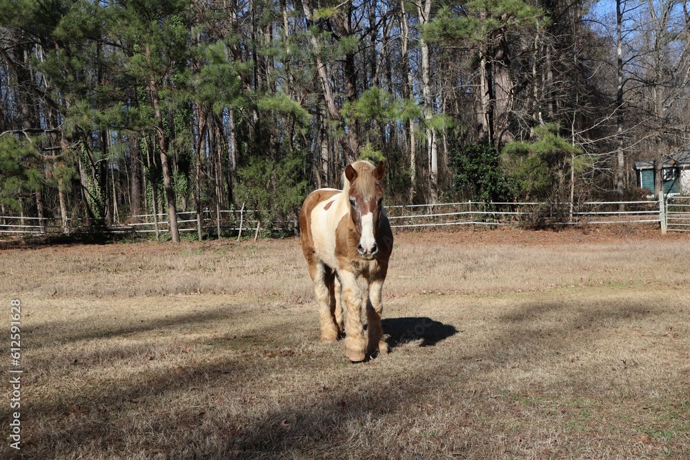 Horse grazing in the pasture at a horse farm in North Carolin