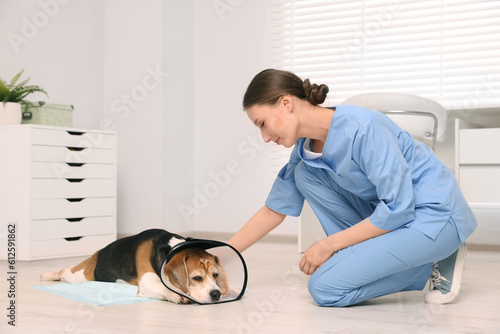 Fototapeta Veterinarian doc with adorable Beagle dog wearing medical plastic collar in clin
