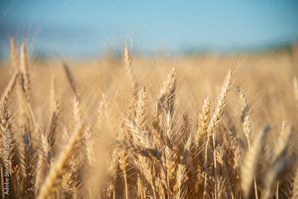 Selective focus shot of golden wheat spikes in the field under blur sky