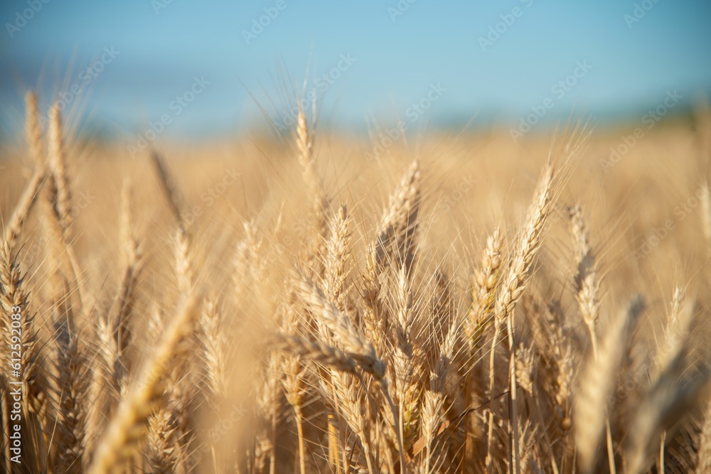 Selective focus shot of golden wheat spikes in the field under blur sky Selective focus shot of golden wheat spikes in the field under blur sky