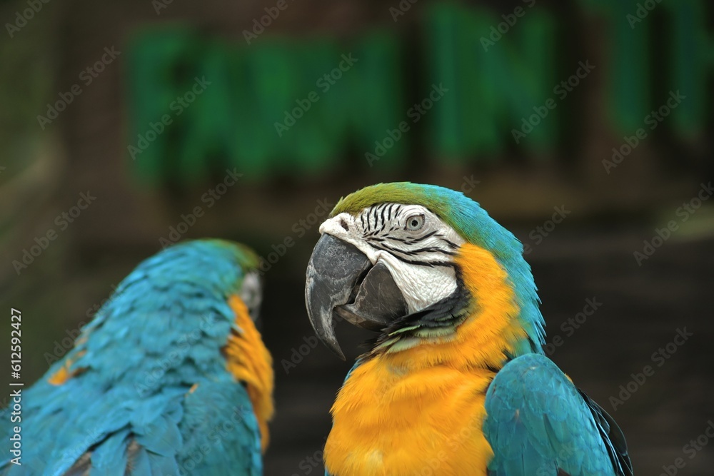 Obraz premium Closeup shot of two macaws in an aviary against a blurred background