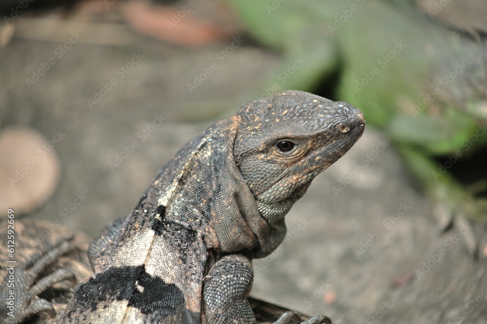 Closeup shot of a wild gray iguana against a blurred background Closeup shot of a wild gray iguana against a blurred background
