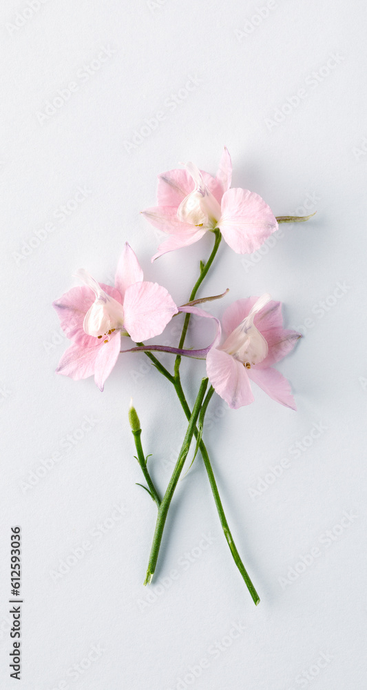 Pastel pink wildflowers bouquet on white background