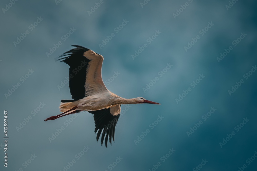 Obraz premium White stork in flight up above the sky