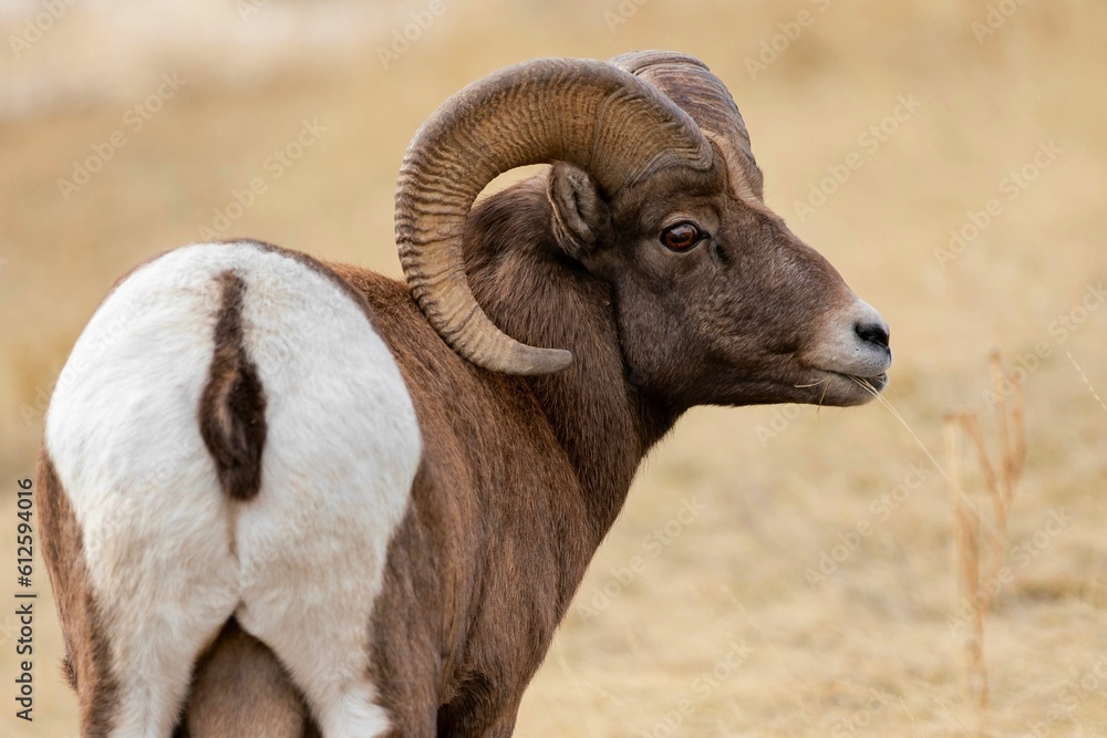 Closeup of a bighorn sheep in a field Closeup of a bighorn sheep in a field