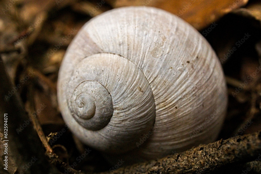 Closeup of white snail's shell against blur background Closeup of white snail's shell against blur background