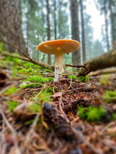 Vertical shot of mushroom growth on forest's ground against blur background