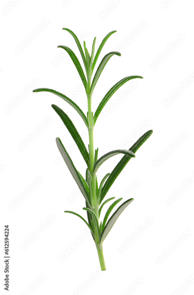 Fototapeta premium Sprig of fresh rosemary isolated on white