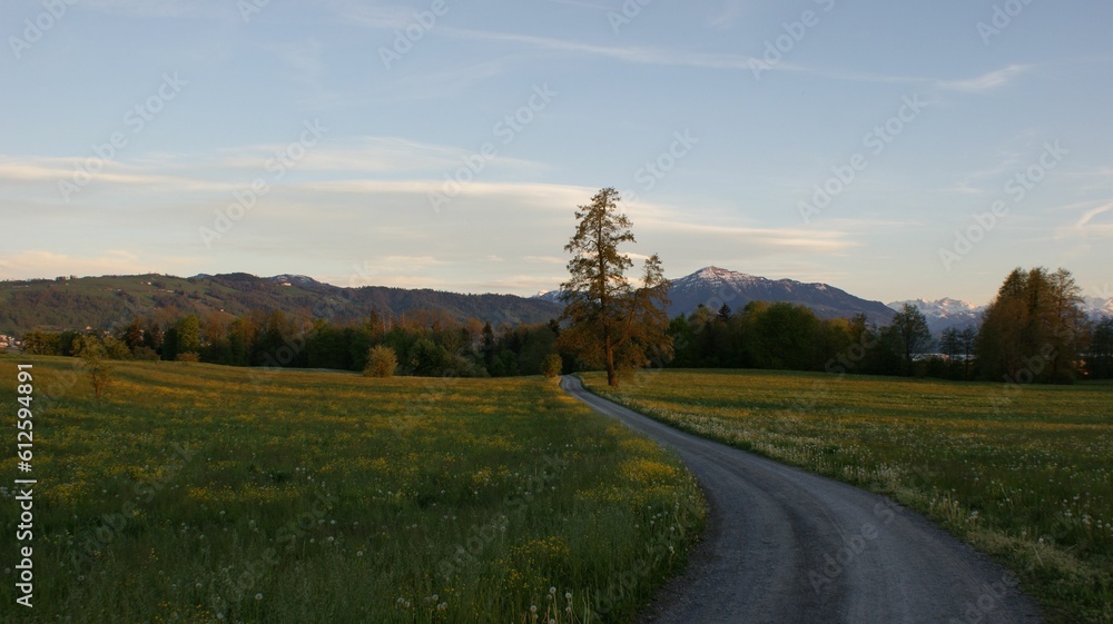 country road in the evening