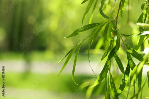 Beautiful willow tree with green leaves growing outdoors on sunny day  closeup. Space for text